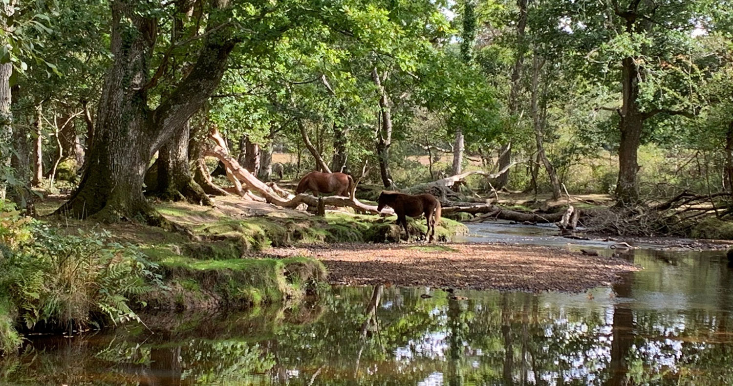 New Forest Ponies near a stream